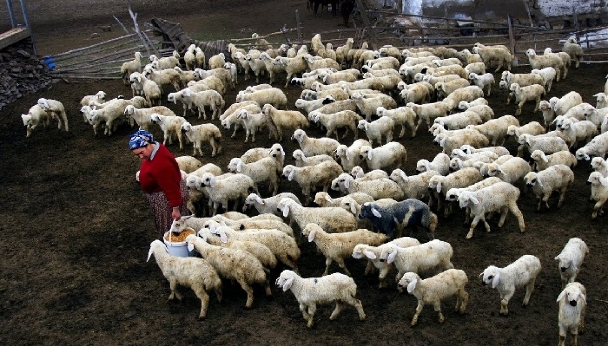 Küçükbaş Hayvancılıkta Üreticiye 1,2 Milyon Liralık Kredi Desteği!