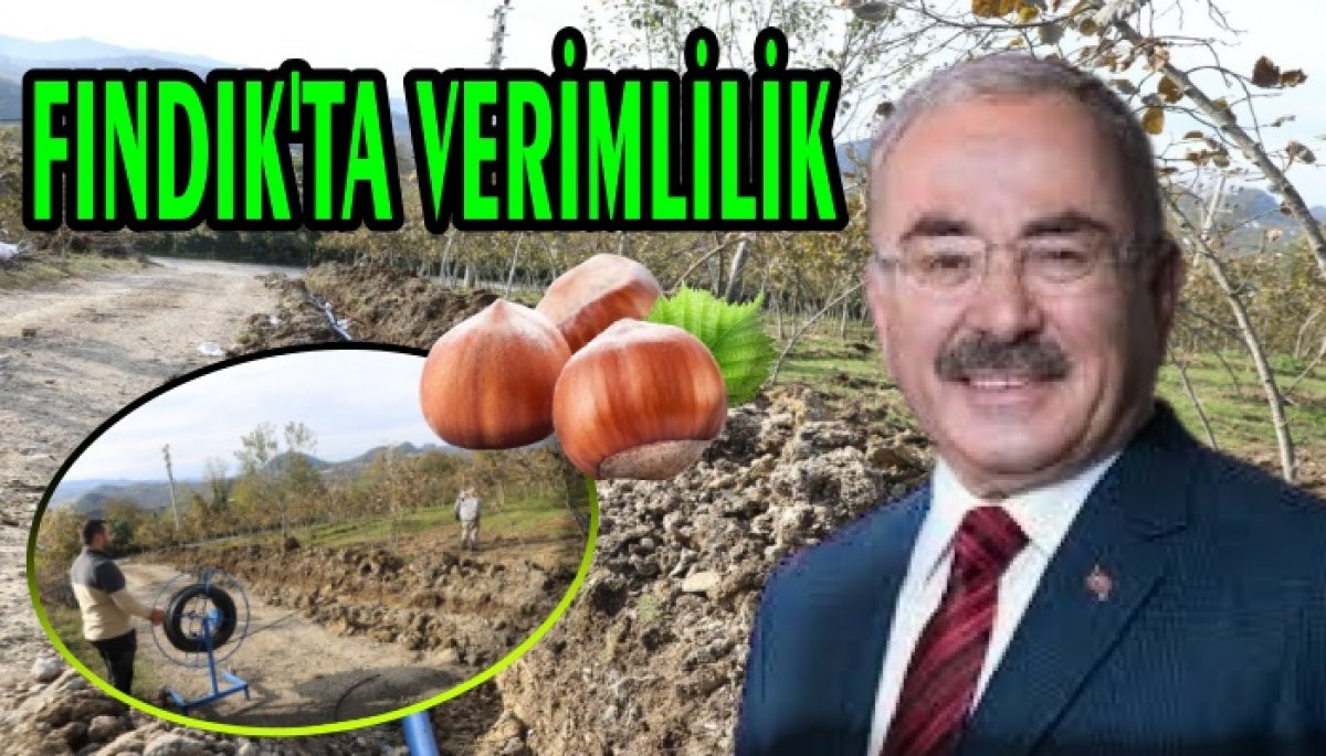 FINDIK VERİMLİLİĞİNDE YENİ SİSTEM 