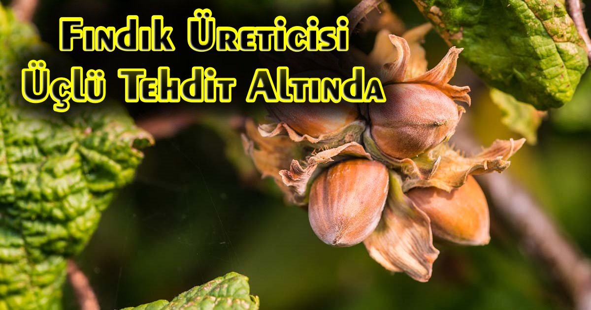 Fındık'ta Krizi Derinleşiyor