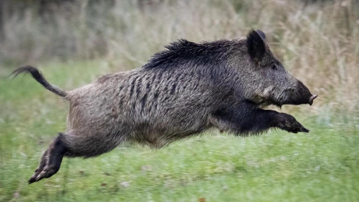 Kahta'da Çiftçinin Yeni Kabusu, Yaban Domuzu