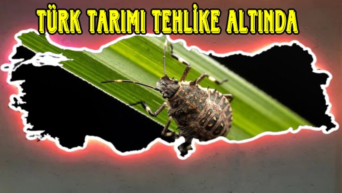 İstilacı Tür Artık Karadeniz'e Sığmıyor